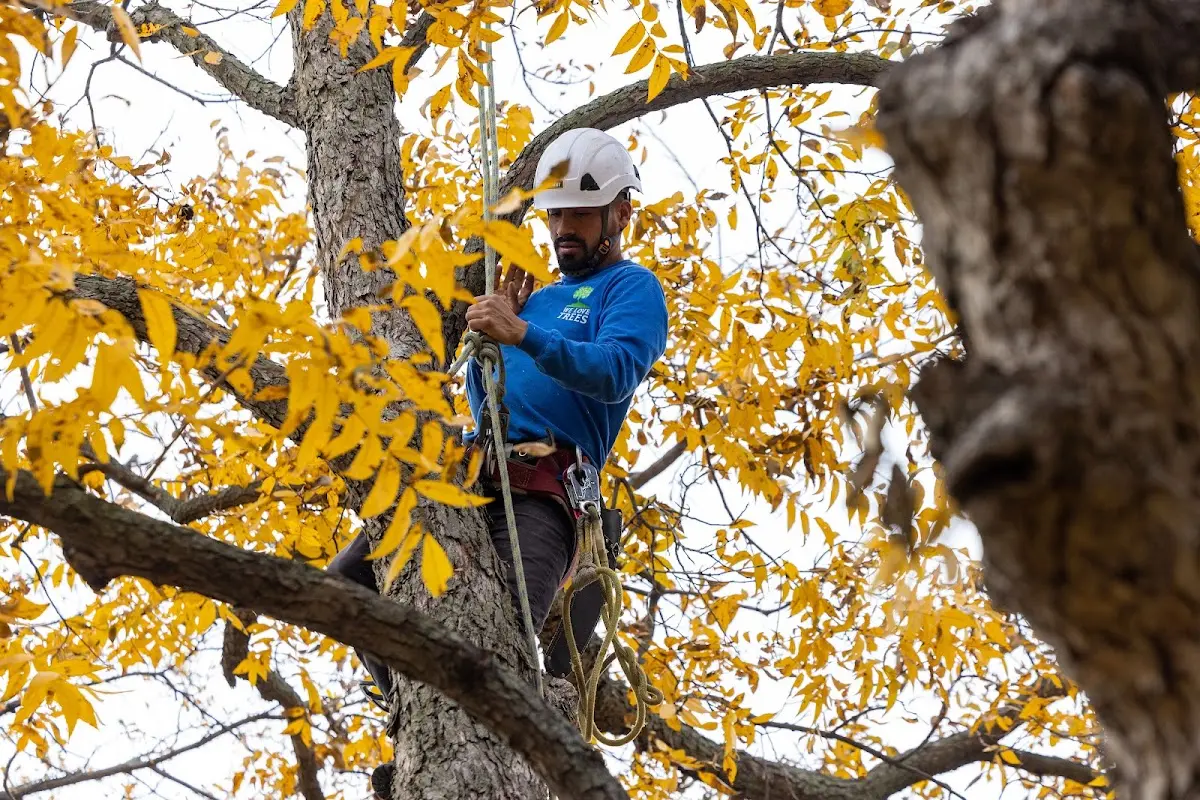 Skilled Tree Trimming crew working in Kingfisher